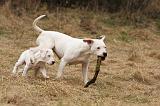 DOGUE ARGENTIN 238